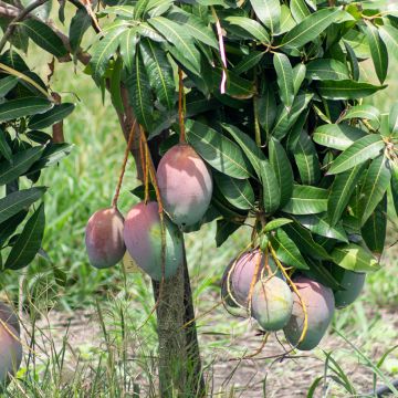 Mangobaum Tommy Atkins - Mangifera indica