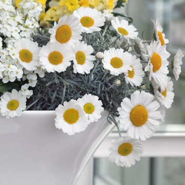 Rhodanthemum hosmariense Flirt - Marokkanische Margerite