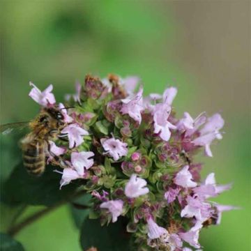 Origan - Origanum vulgare - Griechischer Oregano - Staude