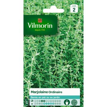 Majoran - Vilmorin - Origanum majorana