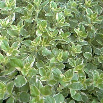 Origan panaché - Origanum vulgare Country Cream