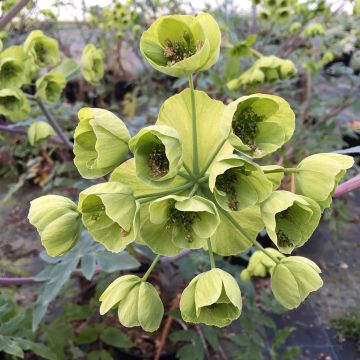 Mathiasella bupleuroides Green Dream