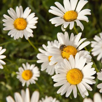 Römische Hundskamille - Anthemis nobilis