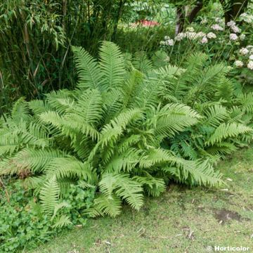 Asiatischer Straußenfarn - Matteuccia orientalis