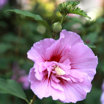 Garten-Hibiscus Purple Pillar - Hibiscus syriacus