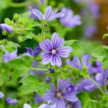 Wilde Malve Primley Blue - Malva sylvestris