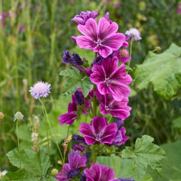 Wilde Malve - Malva sylvestris