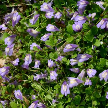 Mazus reptans - Lippenmäulchen