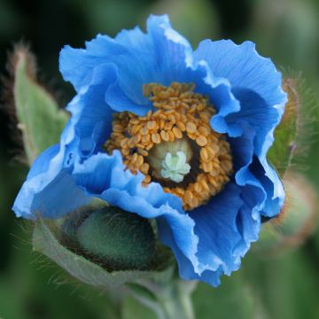 Meconopsis grandis - Großer Scheinmohn