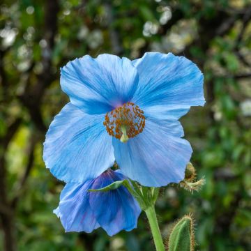 Meconopsis sheldonii Lingholm - Bastard-Scheinmohn