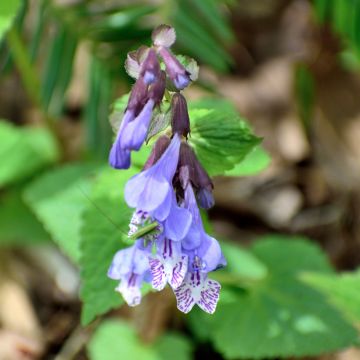 Meehania urticifolia Japan Blau - Asiatische Taubnessel