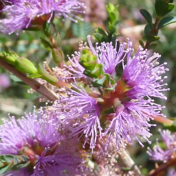 Melaleuca gibbosa - Myrtenheide