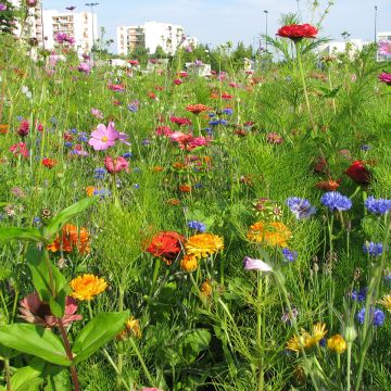 Bio-Schnittblumenmischung für Sträuße