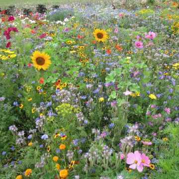 Bio-Bienenblumenmischung