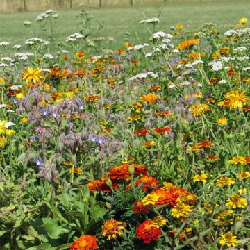 Blumenmischung zur Begrenzung von Schnecken