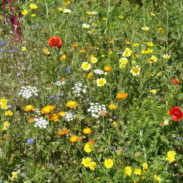 Wilder Blumenmix Ursprung Frankreich