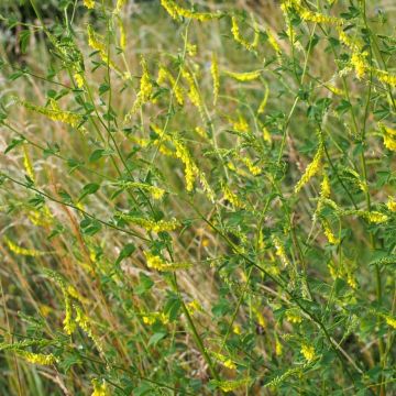 Echter Steinklee (Grüner Dünger) - Melilotus officinalis