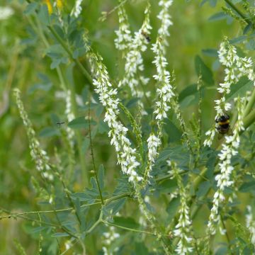 Weiße Steinklee - Melilotus albus