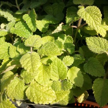 Melisse Altissima - Melissa officinalis