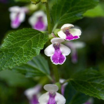 Immenblatt Royal Velvet - Melittis melissophyllum