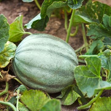 Melone Ancien Vieille France Bio - Ferme de Sainte Marthe