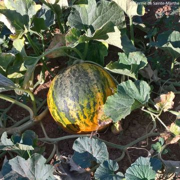 Melone Banana di Lentigione Bio - Ferme de Sainte Marthe