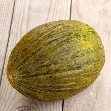 Melon Cavaillon espagnol (ovale)