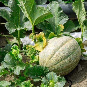 Melone Charentais Bio - Ferme de Sainte Marthe