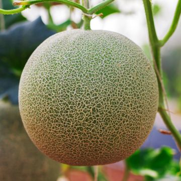 Melon Chilton Bio - Ferme de Sainte Marthe