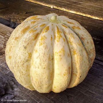 Melone Délice de la Table Bio - Ferme de Sainte Marthe