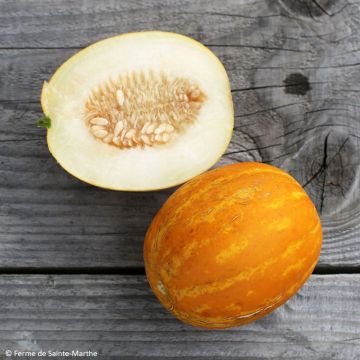 Melone Mango Bio - Ferme de Sainte Marthe