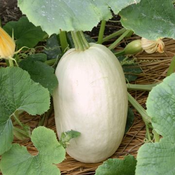 Melon Mangomel F1 en plants 