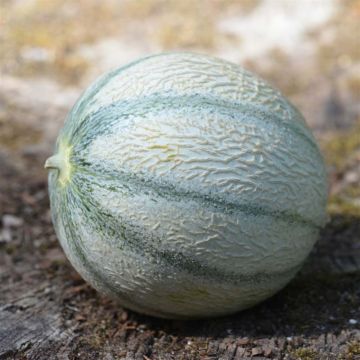 Melone Rerato Degli Ortolani Bio Bio - Ferme de Sainte Marthe