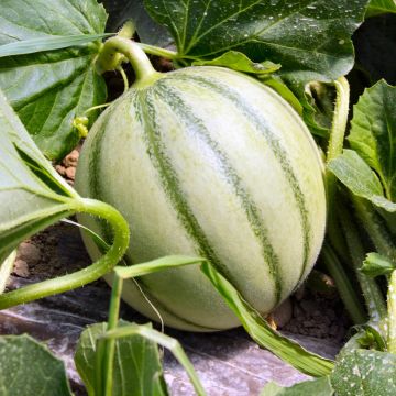 Melon Savor F1 (Création Vilmorin) - Vilmorin