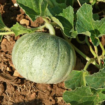 Melone Stellio F1