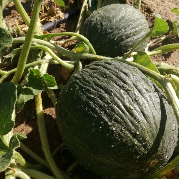 Melone Vert Olive d'Hiver Bio - Ferme de Sainte Marthe