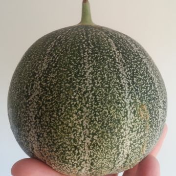 Veredelte Melone Petit gris de Rennes (Veredelt)