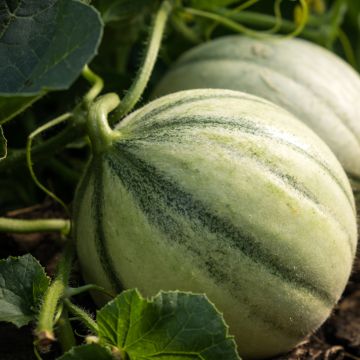 Melon charentais Santon en plant