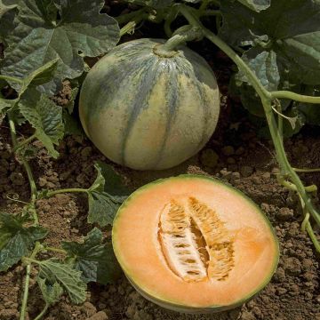 Melon Rubens F1