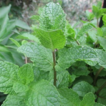 Algerische Fruchtminze - Mentha Algerienne