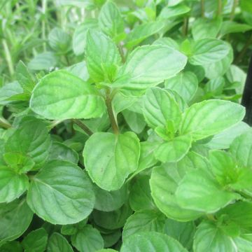 Pfefferminze chartreuse - Mentha piperita