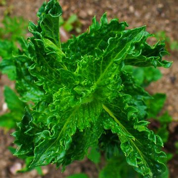 Ähren-Minze crispa - Mentha spicata