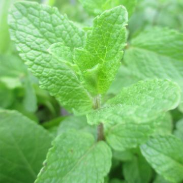 Ähren-Minze Spanish - Mentha spicata