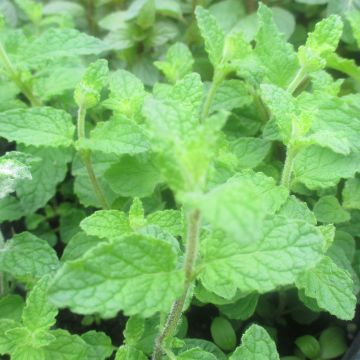 Ähren-Minze Fraise Bio - Mentha spicata