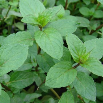 Rote Minze rubra - Mentha smithiana