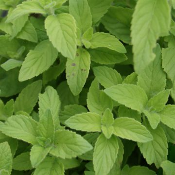 Acker-Minze Banana Bio - Mentha arvensis