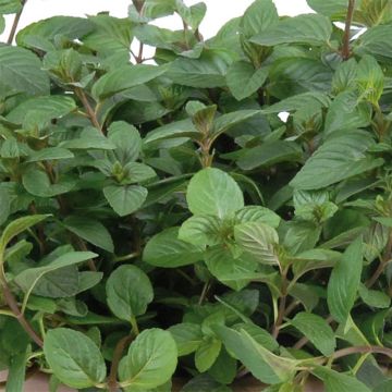 Menthe chocolat - Mentha x piperita schocominze