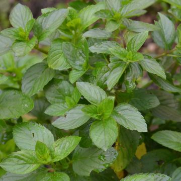 Zitronen-Minze Bergamote - Mentha citrata