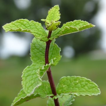 Chinesische Minze - Mentha haplocalyx