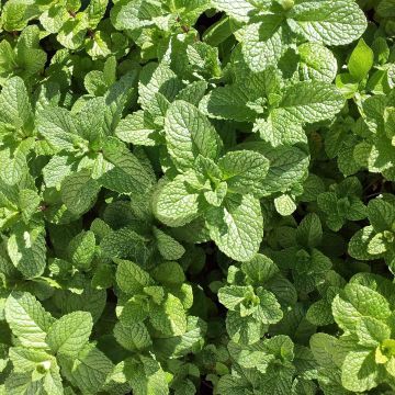 Hemingway-Mint Mojito Bio - Mentha hemingwayensis